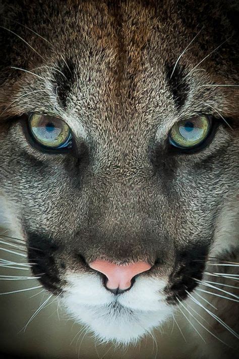 18 Symmetry ideas | animals beautiful, animals wild, animal photography