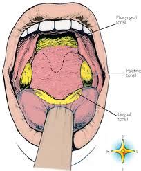 Lingual tonsils – Location, Anatomy, Disorders, Pictures - Body Terms