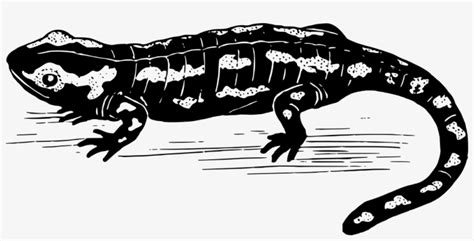 salamander clipart black and white 10 free Cliparts | Download images on Clipground 2024