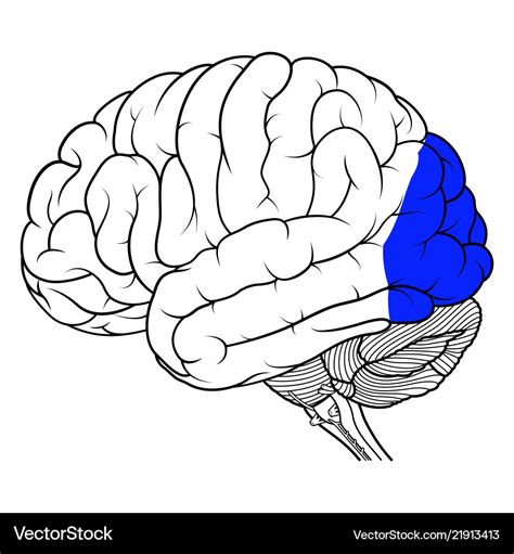 Occipital lobe human brain anatomy side view Vector Image