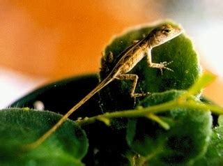 Brown Anoles - from Pet Shopper