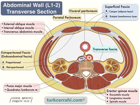 Anatomy of the Abdominal Wall | turkcerrahi.com