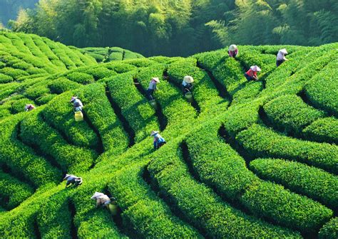 Tea Regions in Japan, China, Taiwan, Sri Lanka, and India