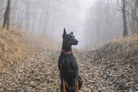 Doberman Wallpaper - Wallpaper HD