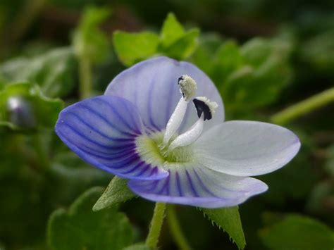 Speedwell - Flowers