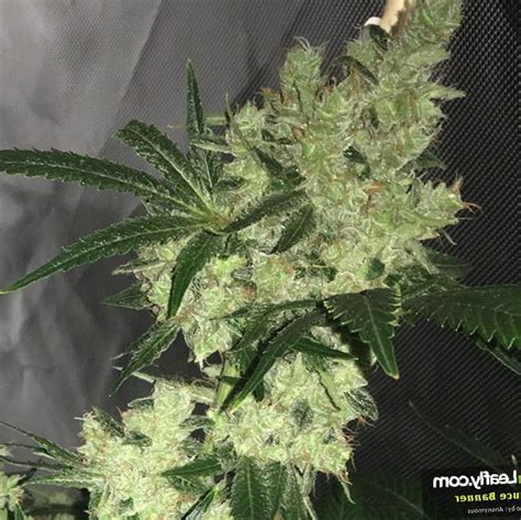 Marijuana Bruce Banner Strain Review - NCSM