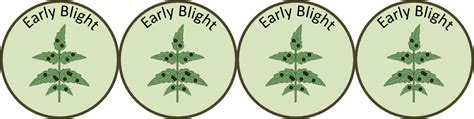 Early Blight Quiz | Plant Disease Diagnostics Clinic