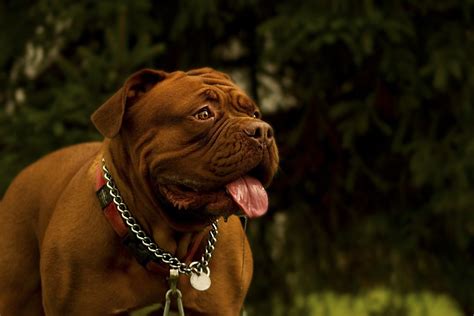 Top 10 Biggest Dog Breeds | Canna-Pet®