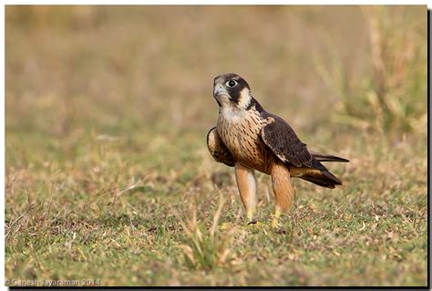 Shaheen falcon (Falco peregrinus peregrinator) | Shaheen fal… | Flickr