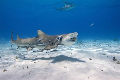 Lemon Shark With Remoras Photograph by Andrew J. Martinez - Pixels