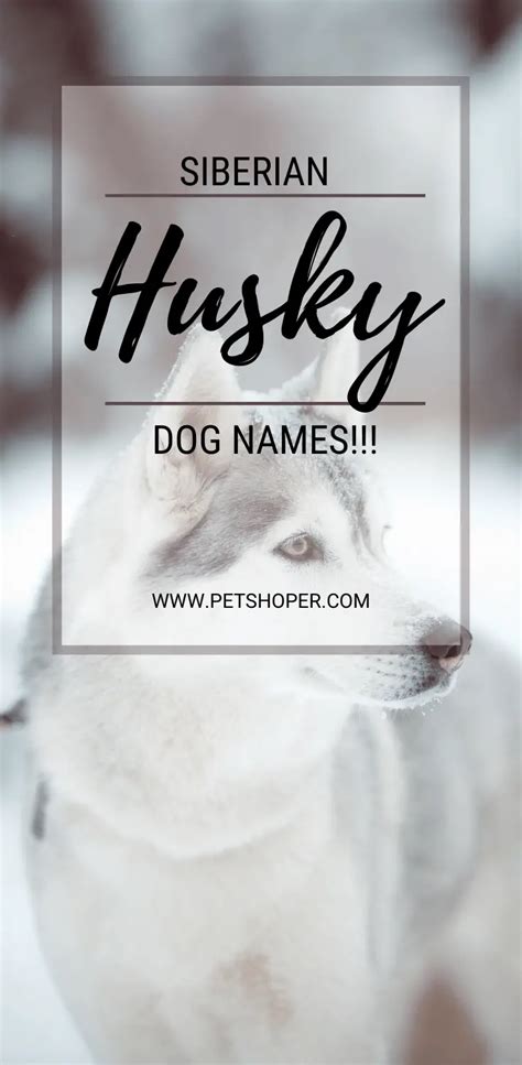 Siberian Husky Dog Names 70+ Popular [Male & Female] - PetShoper