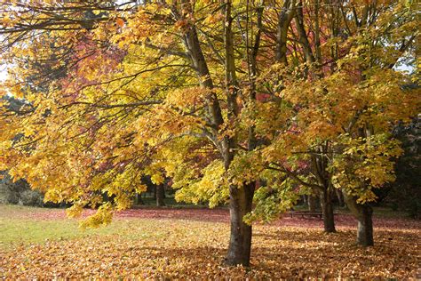 Ornamental Trees From Dwarf to Weeping Types