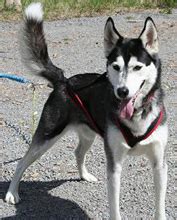 Alaskan Husky: Training Tips For Alaskan Husky Dog Breeds