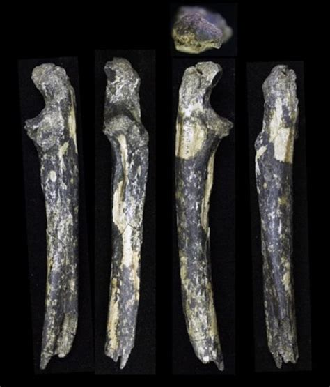 Australopithecus fossils found east of the Great Rift Valley | Geology Page