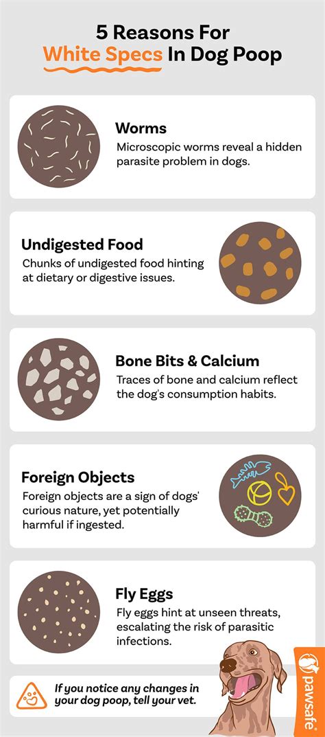 White Specks In Dog Poop: Causes, Treatment, and Prevention – PawSafe