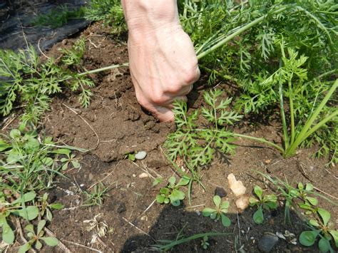 When pulling full sized carrots, take a firm grip at the base of the leaves and the top of the ...