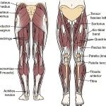 Muscles Archives - ModernHeal.com