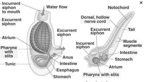 What is a notochord? - proquestyamaha.web.fc2.com