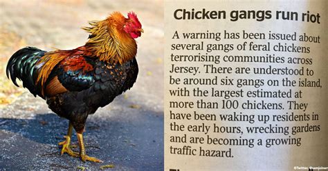 Feral Chickens Are Terrorizing One of Britain's Channel Islands