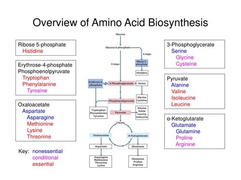 Ppt Overview Of Nitrogen Metabolism And Biosynthesis Of Amino Acids | My XXX Hot Girl