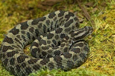 Eastern Massasauga Rattlesnake: The Most Elusive Rattler in America ...