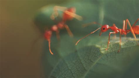 The Green Ant & Its Extraordinary Construction Skills