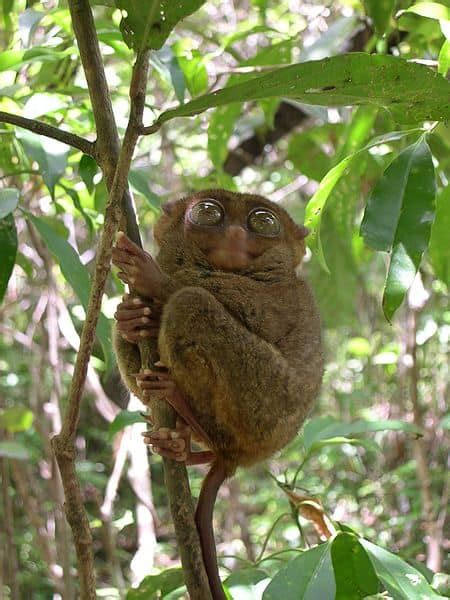 Tarsier - A-Z Animals