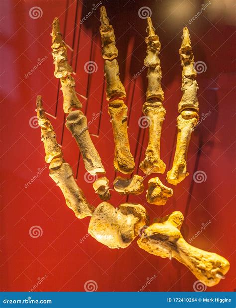 Giant bear paws stock photo. Image of excavation, bone - 172410264