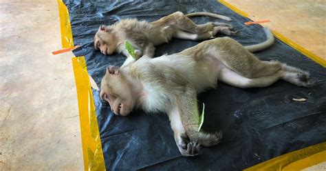 Scientists are cruelly testing coronavirus remedies on lab monkeys ...