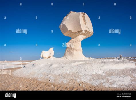 Tree and a chicken limestone formation at the Western White Desert National Park of Egypt Stock ...