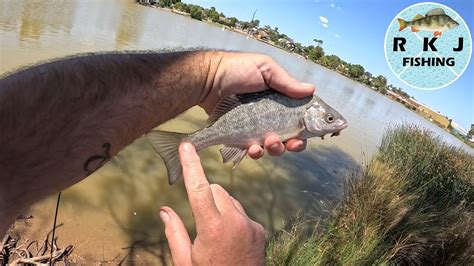 Silver Perch Fishing at Lake Neangar in Bendigo - YouTube