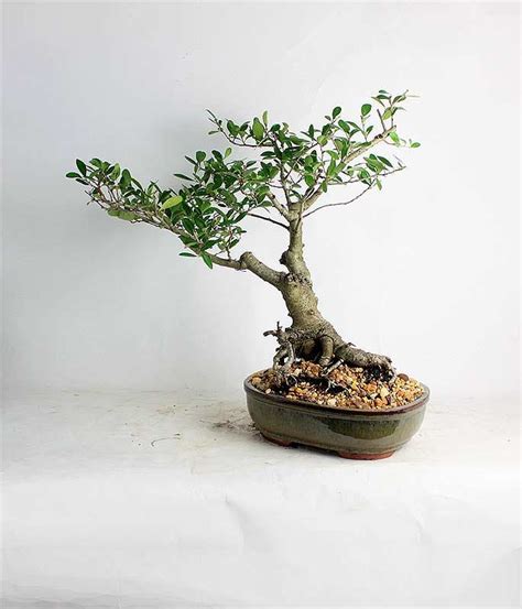 Yaupon Holly bonsai tree "Summer Holly Collection by LiveBonsaiTree" by LiveBonsaiTree on Etsy ...