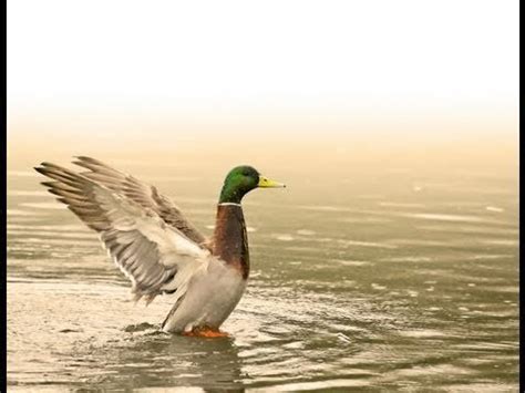 Ducks Unlimited Waterfowl Migration Habitat | Ducks unlimited ...