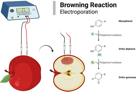 Browning reaction in apple after EP. | Download Scientific Diagram