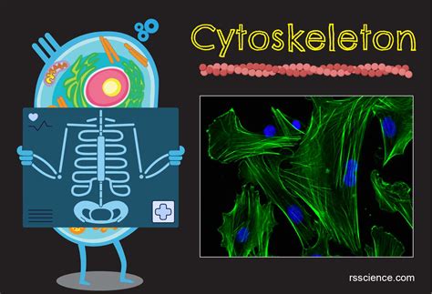 Cytoskeleton - the muscle and the bone of a cell - definition ...