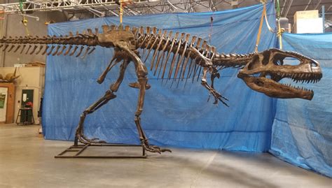 GIGANOTOSAURUS FULL SKELETON ON STEEL FRAME, FOUND IN ARGENTINIA FROM ...