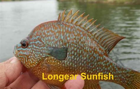 The identification of panfish