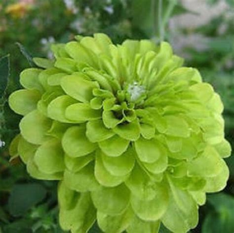 Zinnia Lime Green Envy Flower Seeds / Annual 30