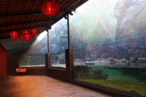 Yangtze River - Chinese Alligator exhibit - ZooChat