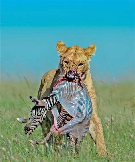 Lioness eating a newborn zebra. : r/natureismetal