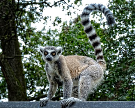 Free Images : watch, wildlife, zoo, mammal, fauna, primate, lemur catta, wild animal, ape ...