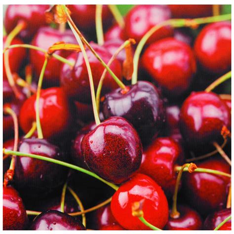 Buy Cherries Canvas Wall Art Online (CAN-ART-CHERRY) | Satisfaction ...