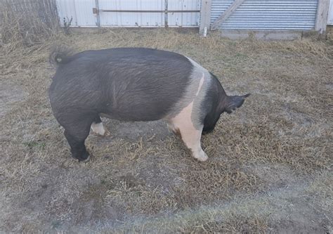 Gilt Pig for sale - Nex-Tech Classifieds