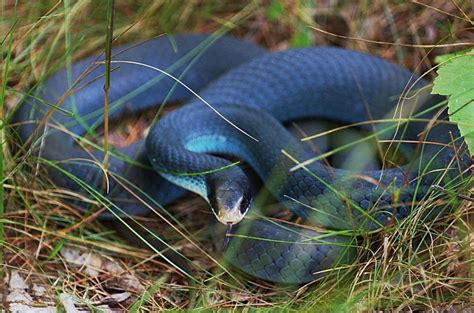 Blue Racer Snake - Learn About Nature