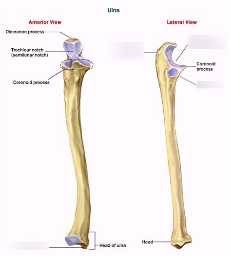 Radius Anatomy Ulnar Notch