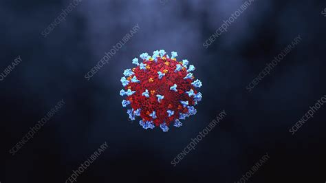 Coronavirus particle, illustration - Stock Image - F029/7656 - Science Photo Library