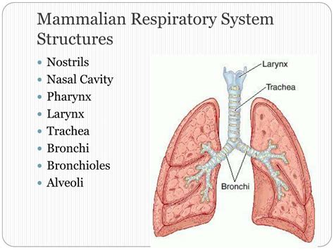 PPT - Animal Life Systems PowerPoint Presentation, free download - ID ...