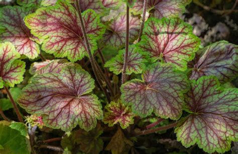 Coral Bells: Plant Care & Growing Guide