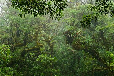 Forest Canopy Introduction || Canopy in the Clouds