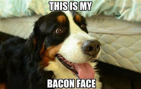 Show me your Bacon face! | Baconcoma.com